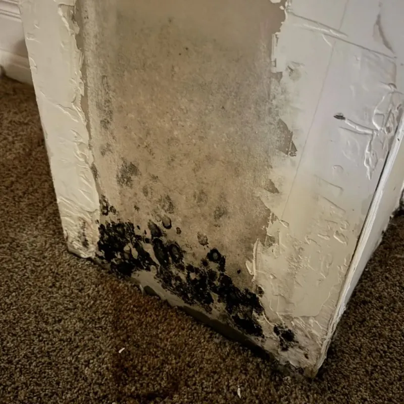 Professional Mold Removal in Lebanon, NH